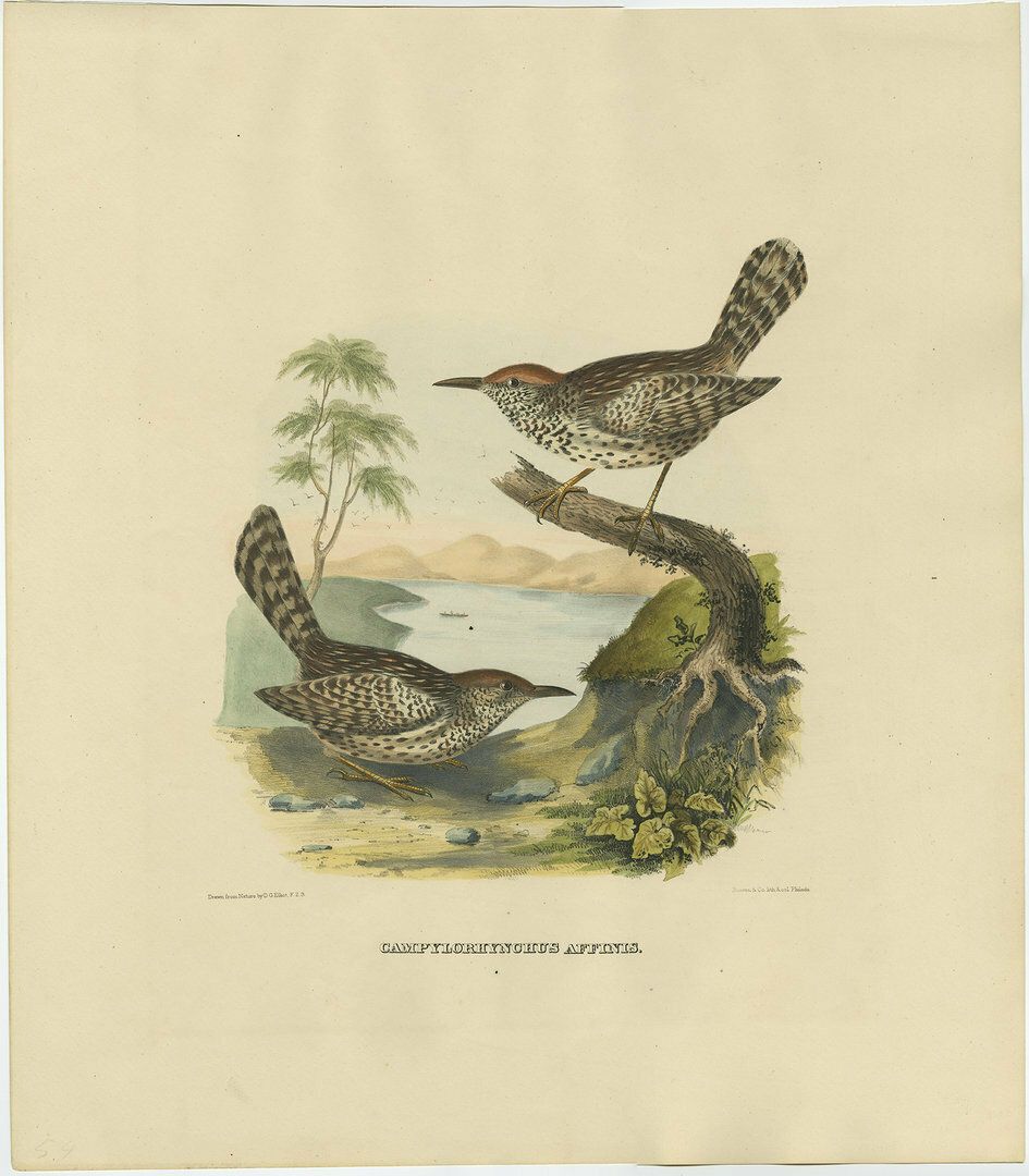 Antique Bird Print Of Two Allied Wrens