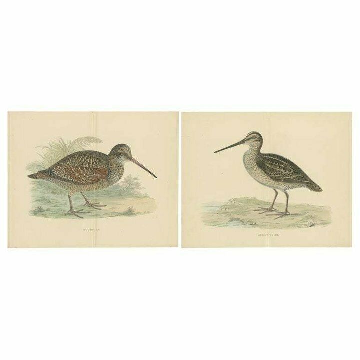Set Of 2 Antique Prints Of A Woodcock And Great Snipe, With Centre Fold