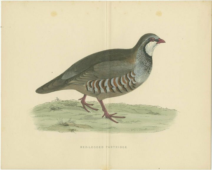 Original Antique Print Of A Red Legged Partridge, With Centre Fold