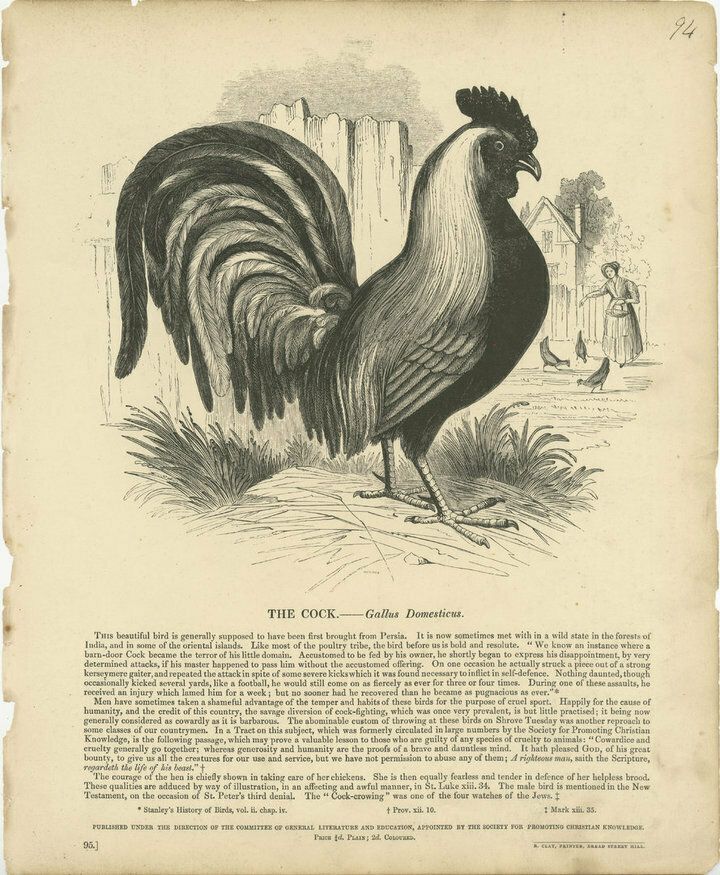 Original Antique Print Of The Cock, Or Gallus Domesticus