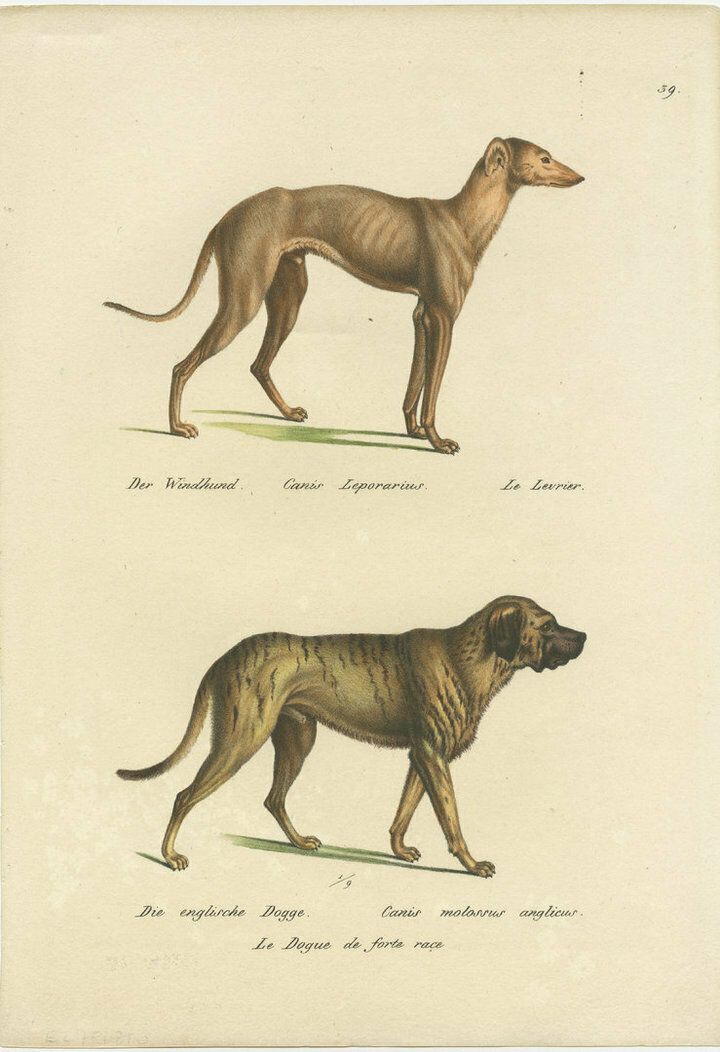 And Colored Print Of A Greyhound And English Greyhound Dog