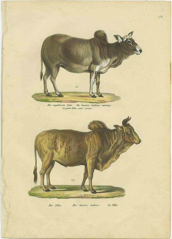 Antique Hand Colored Print Of A Zebu And Horned Zebu