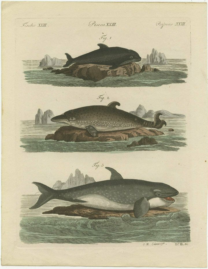 Hand Colored Engraving Of A Harbour Porpoise And Other Marine Life