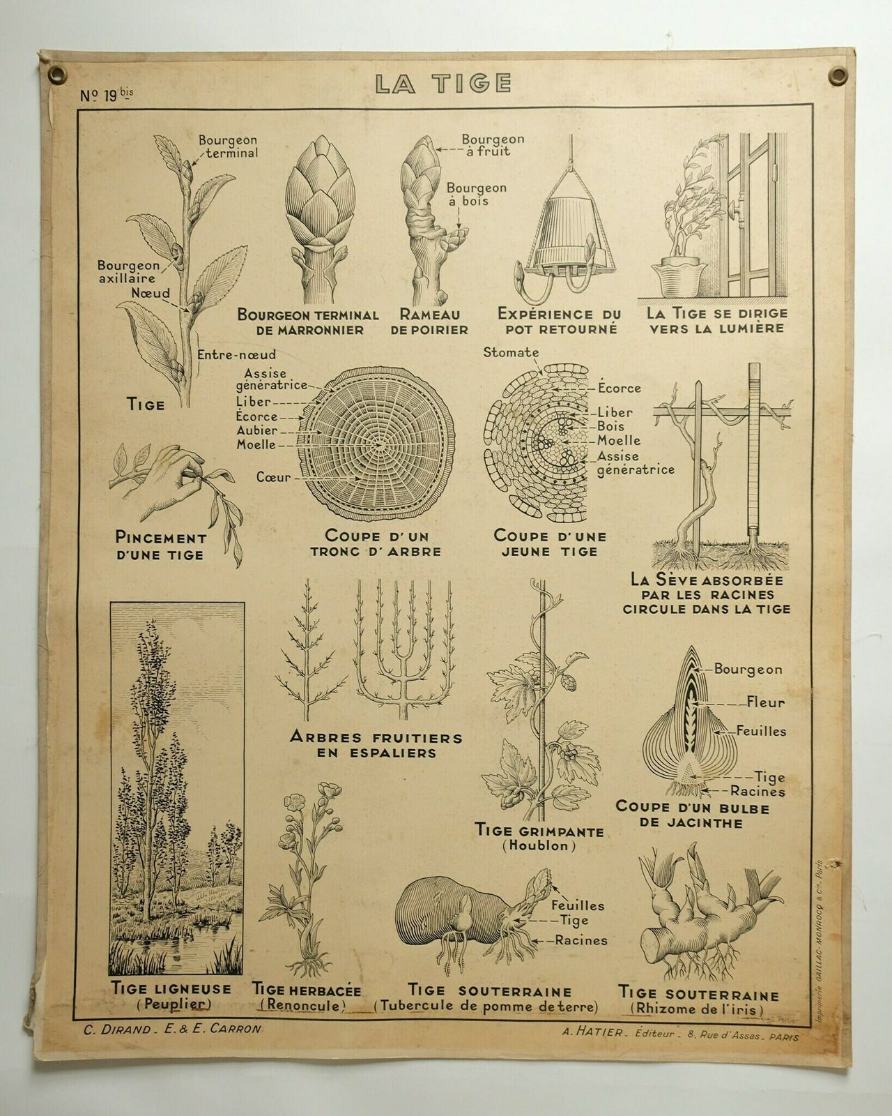Original Large Vintage French Educational School Wall Chart Stem Root Anatomy Study Quirky Beautiful Rare Hatier Carron Dirand
