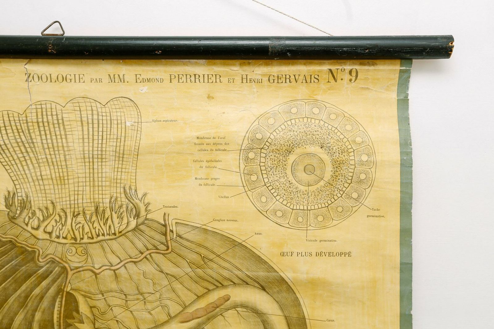 Original Zoological Antique Vintage Henri Gervais French School Wall Chart Tunicate Invertebrate Anatomy Curiosities Curios 19th Century photo vinterior