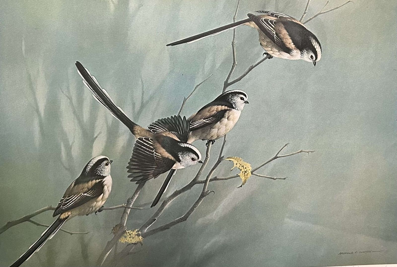 Raymond Watson Pair Of Signed Limited Edition Bird Prints photo for sale