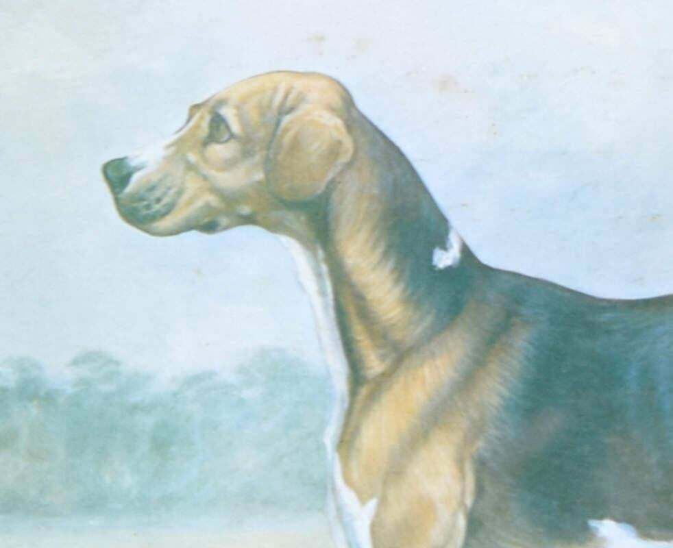Cuthbert Bradley Duke Of Beaufort's Vaulter Hunting Hound Print By Cuthbert Bradley photo furniture