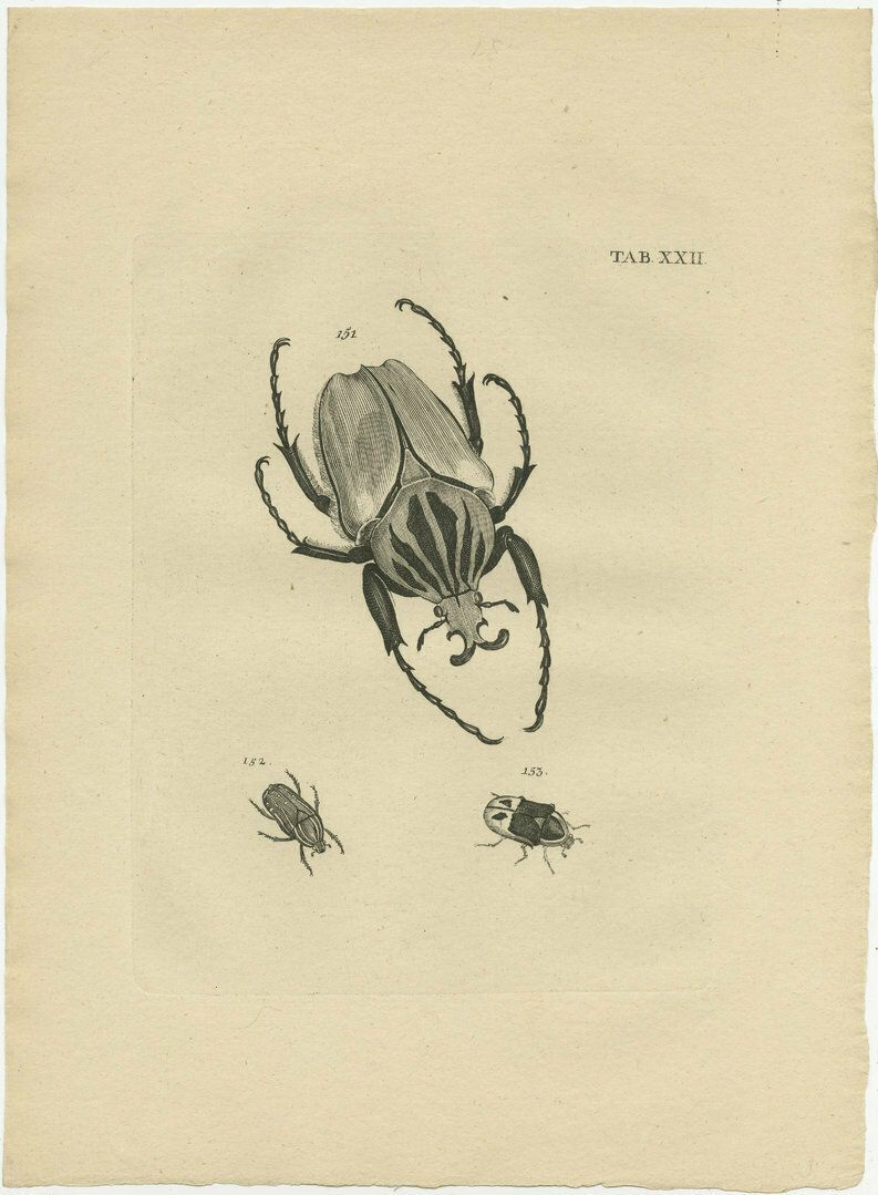 Set Of 5 Antique Prints Of Various Beetles photo 593.0