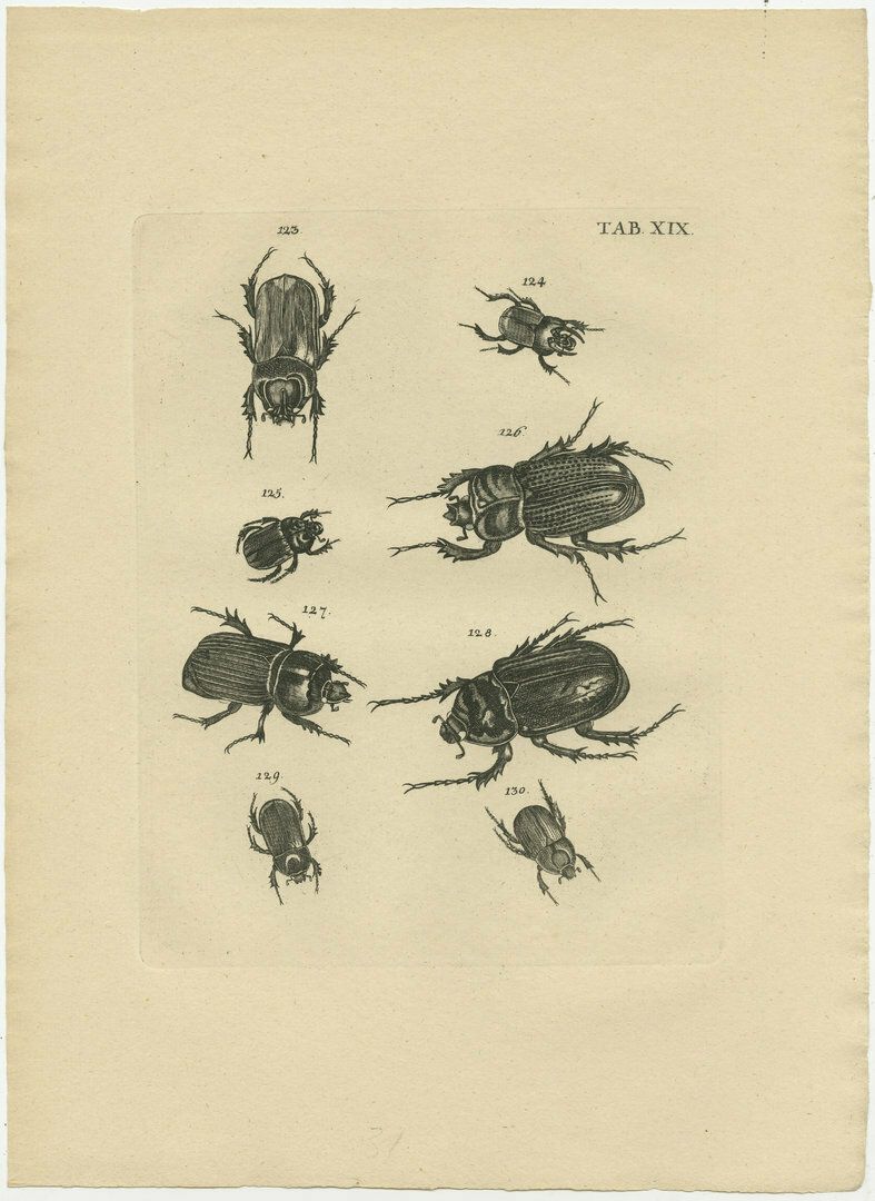 Set Of 5 Antique Prints Of Various Beetles photo vinterior