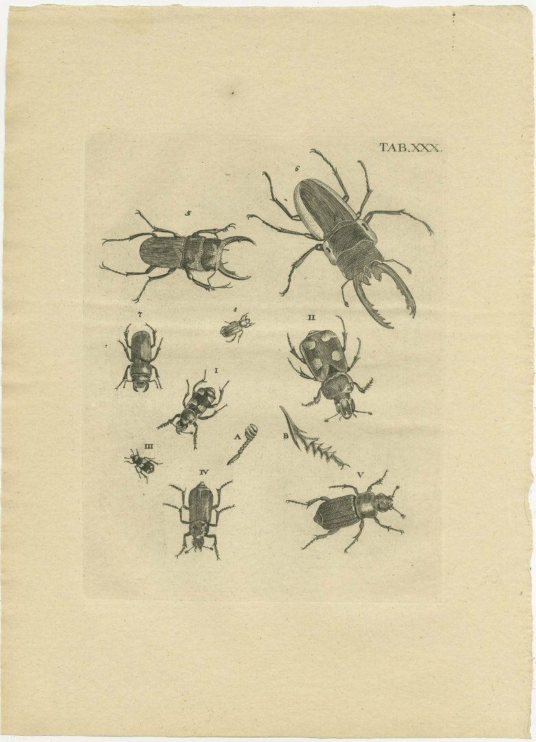 Set Of 3 Antique Prints Of Various Beetles photo for sale