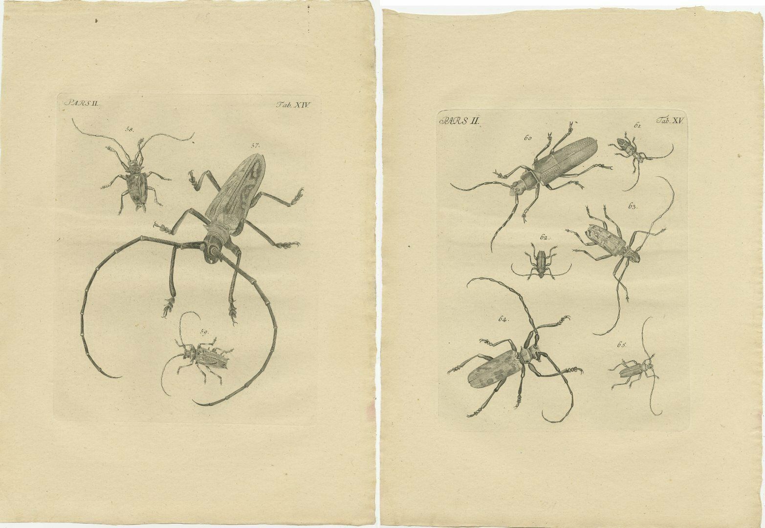 Set Of 2 Antique Prints Of Various Beetles