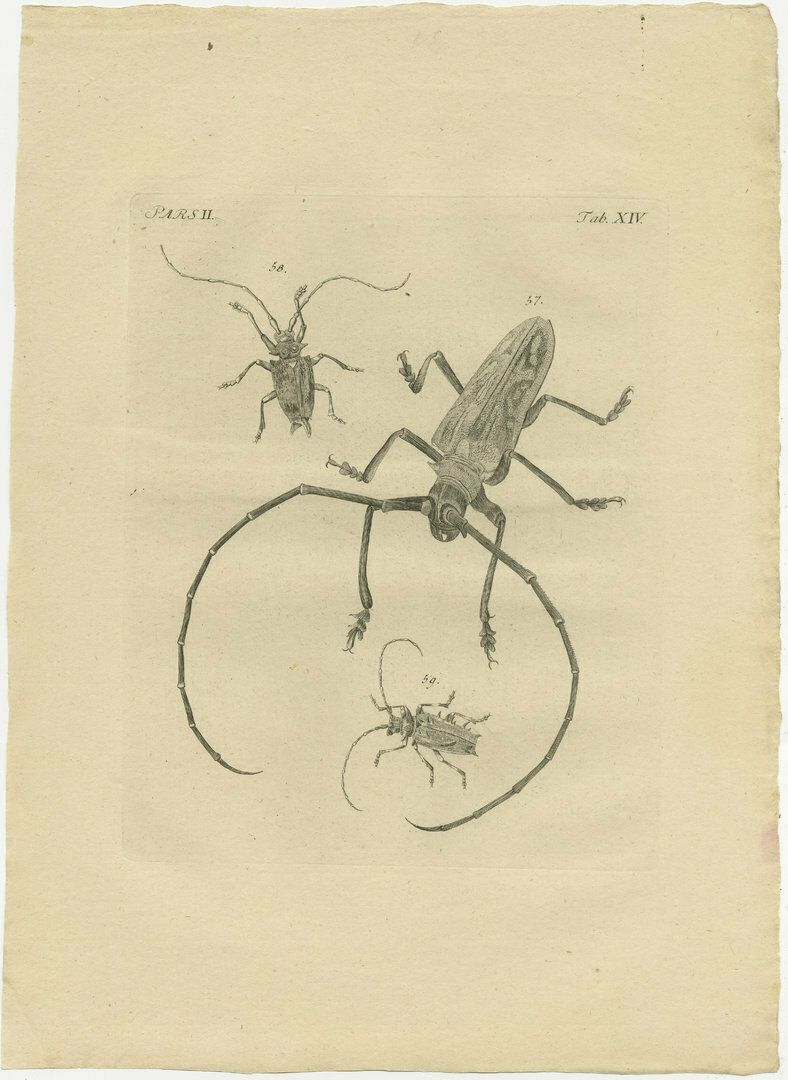 Set Of 2 Antique Prints Of Various Beetles photo furniture