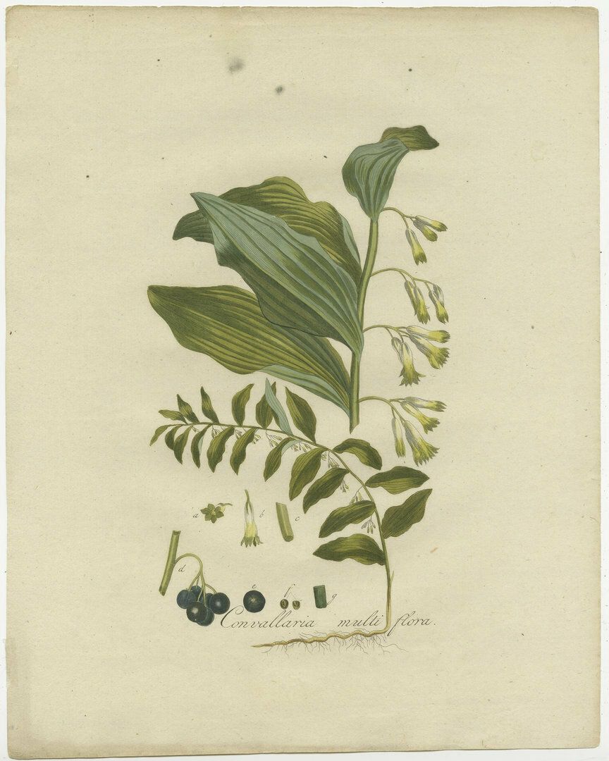 Antique Botany Print Of The Polygonatum Multiflorum Or Solomon's Seal
