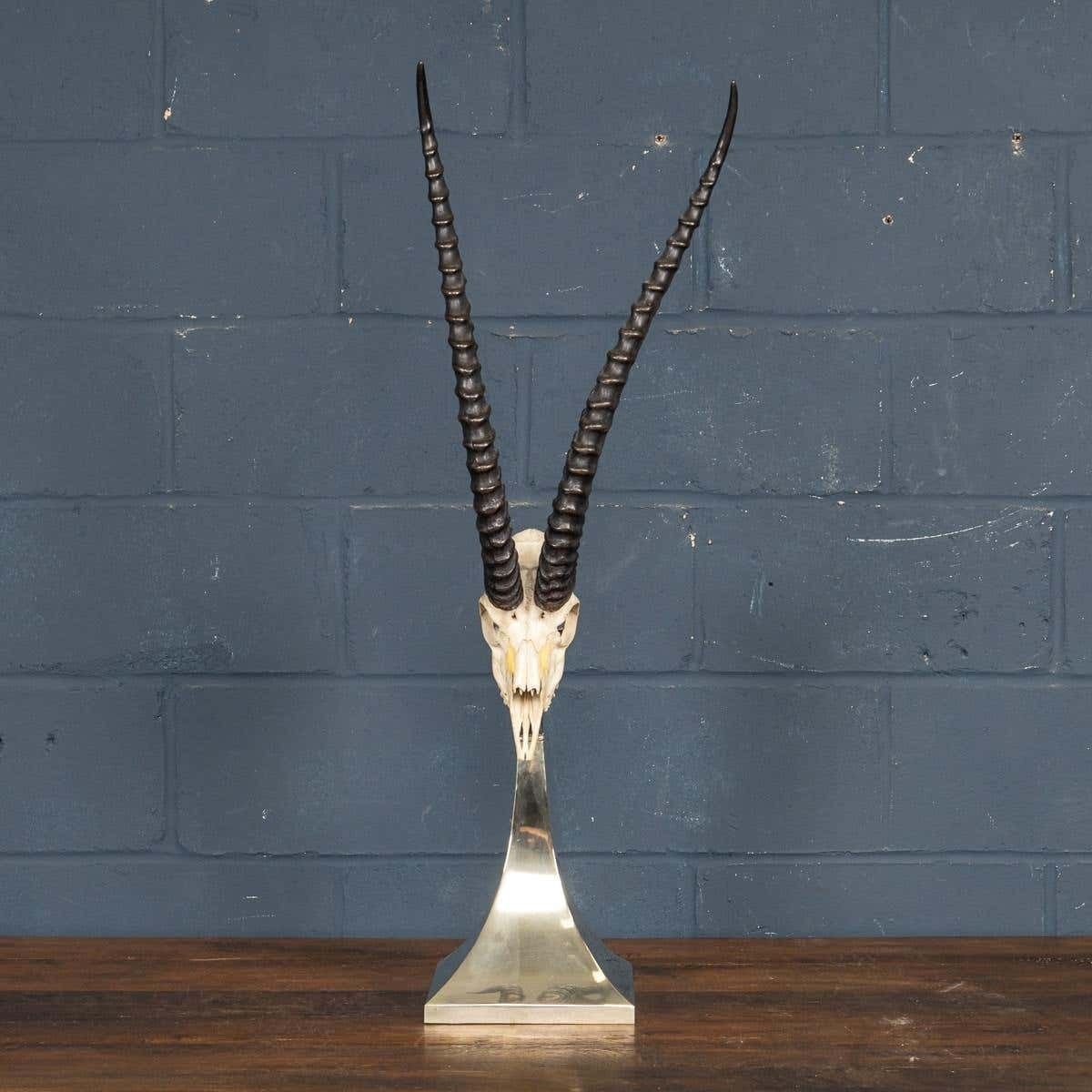 A Taxidermy Study Of An African Impala, By Anthony Redmile, London, C.1970 photo for sale