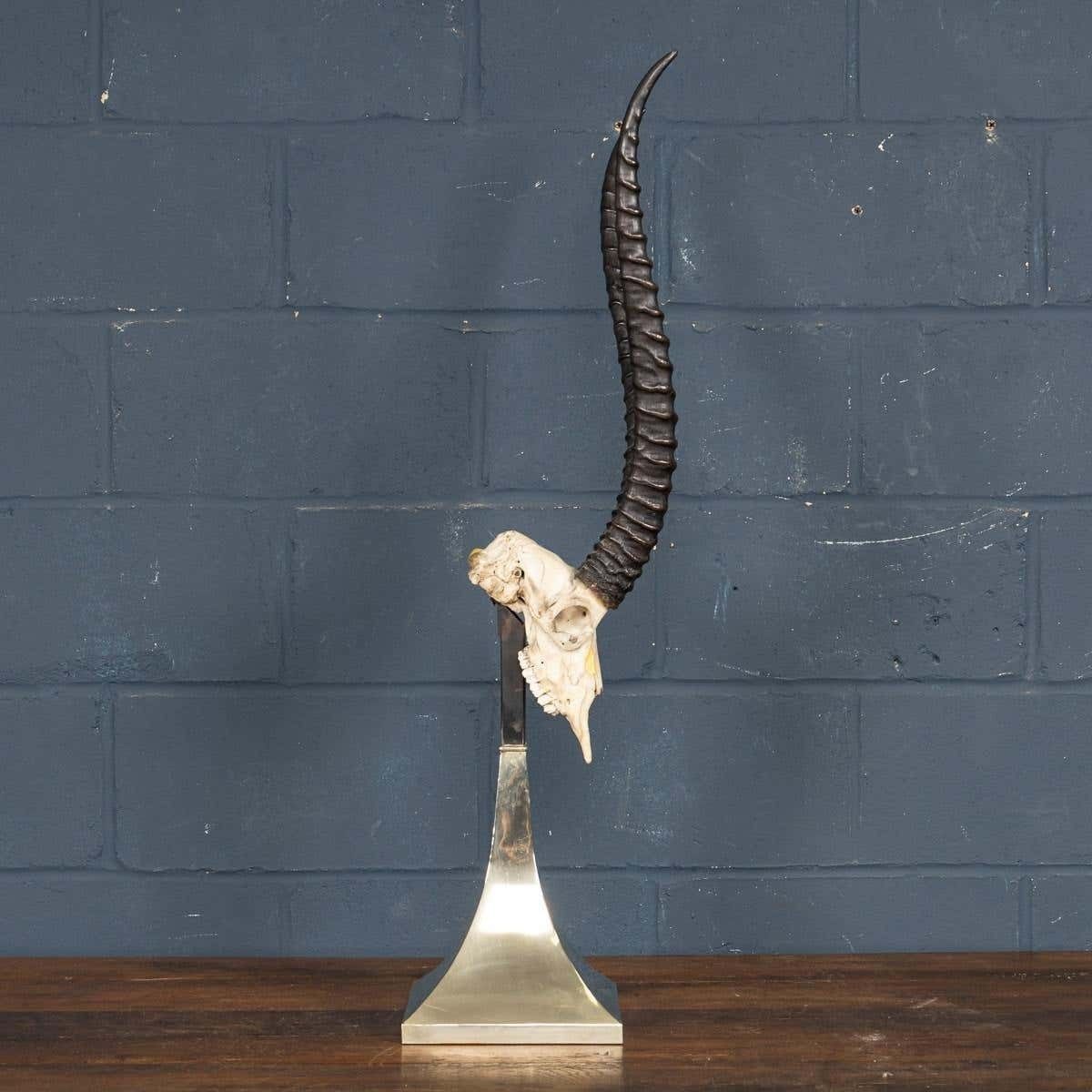 A Taxidermy Study Of An African Impala, By Anthony Redmile, London, C.1970 photo vinterior