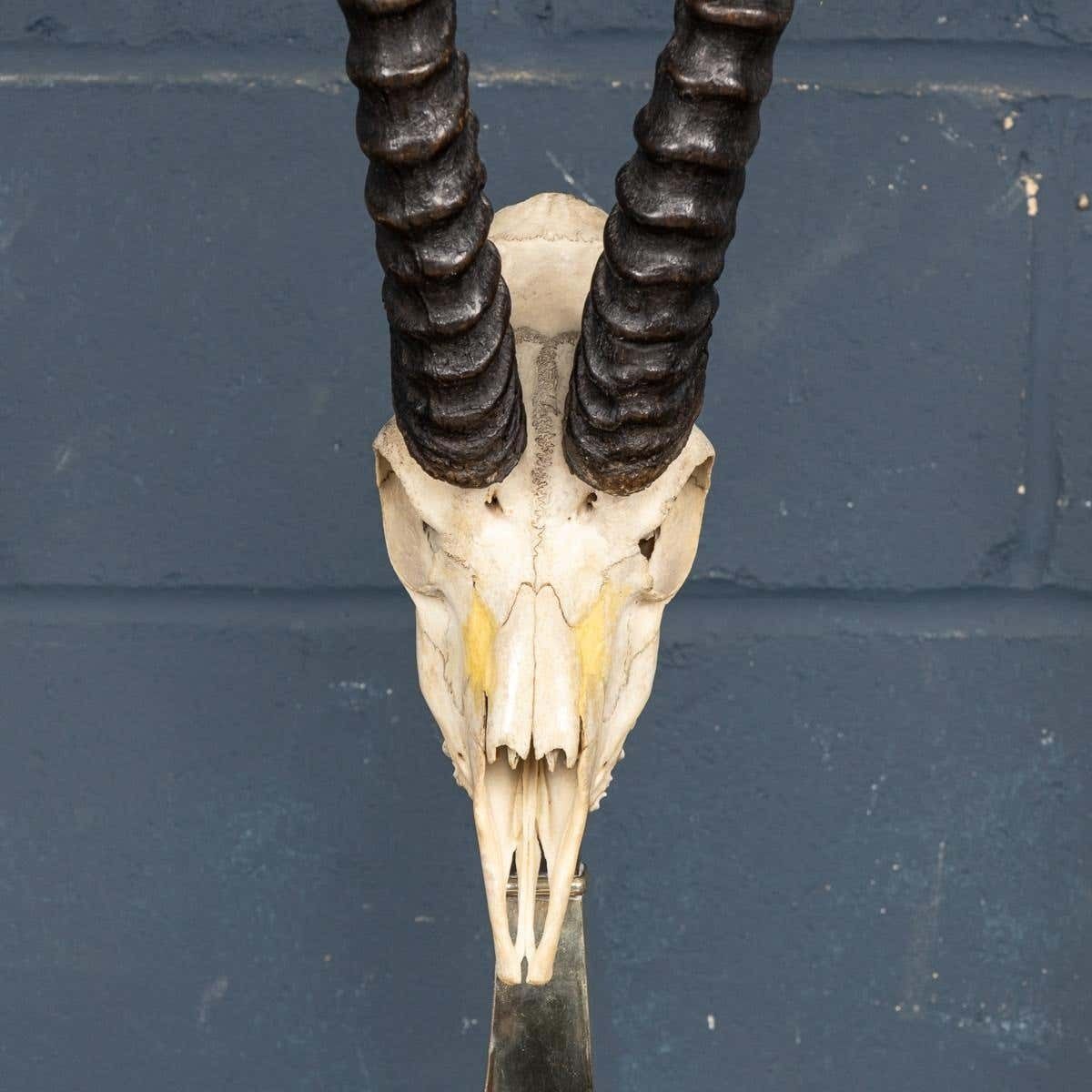 A Taxidermy Study Of An African Impala, By Anthony Redmile, London, C.1970 photo buy