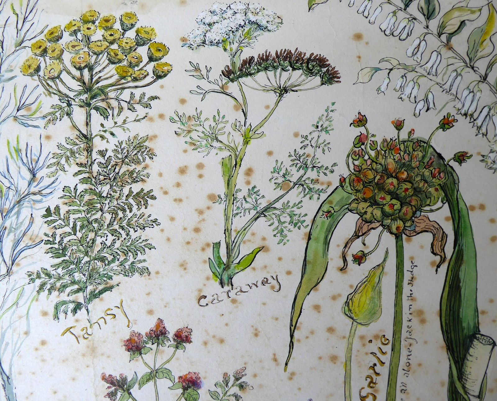 Botanical Watercolour Painting Of Traditional Herbs | Plant Art | Large Original Pen And Wash Herb Illustration photo for sale