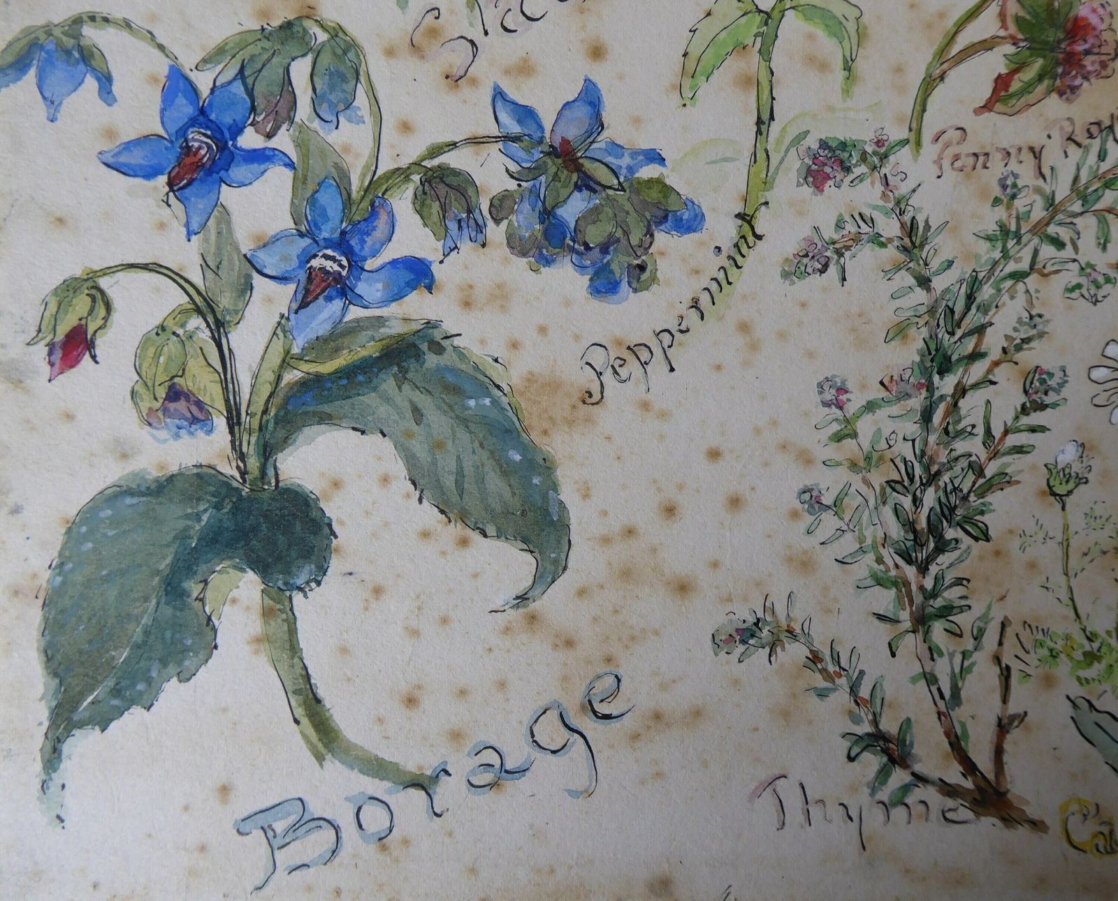 Botanical Watercolour Painting Of Traditional Herbs | Plant Art | Large Original Pen And Wash Herb Illustration photo vintage