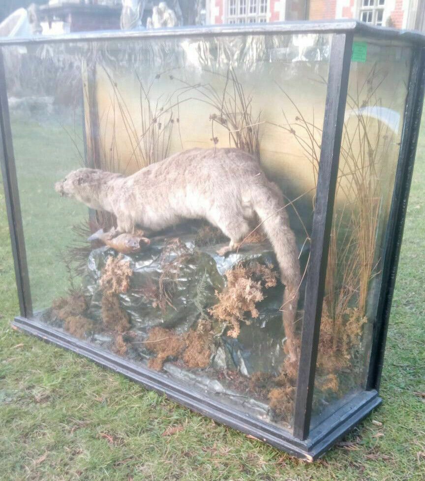 19th Century Mink With Trout Catch Taxidermy In Display Case photo for sale