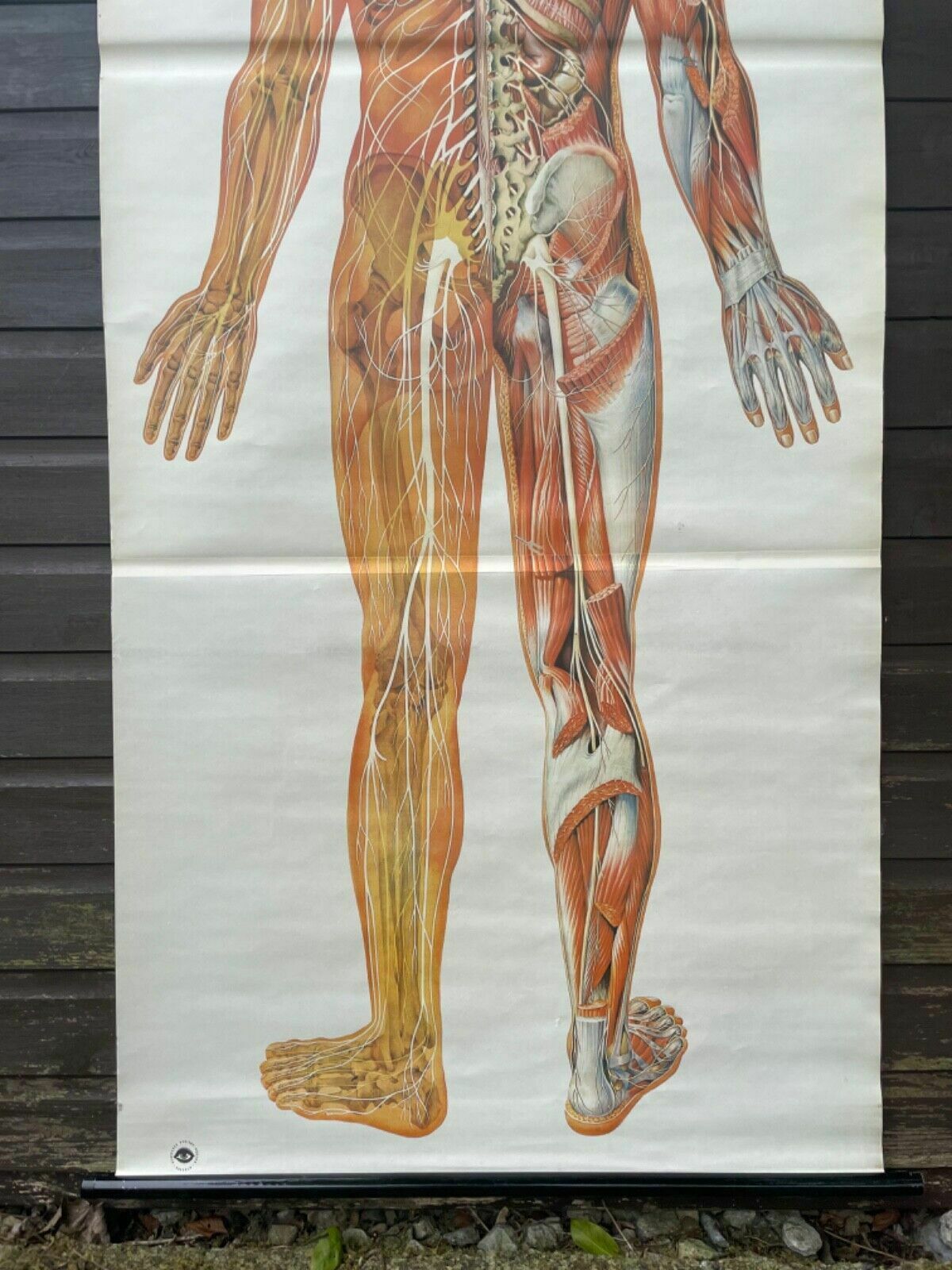Vintage Full Body Nervous System Educational Medical School Chart Anatomy Nerves photo 188.0