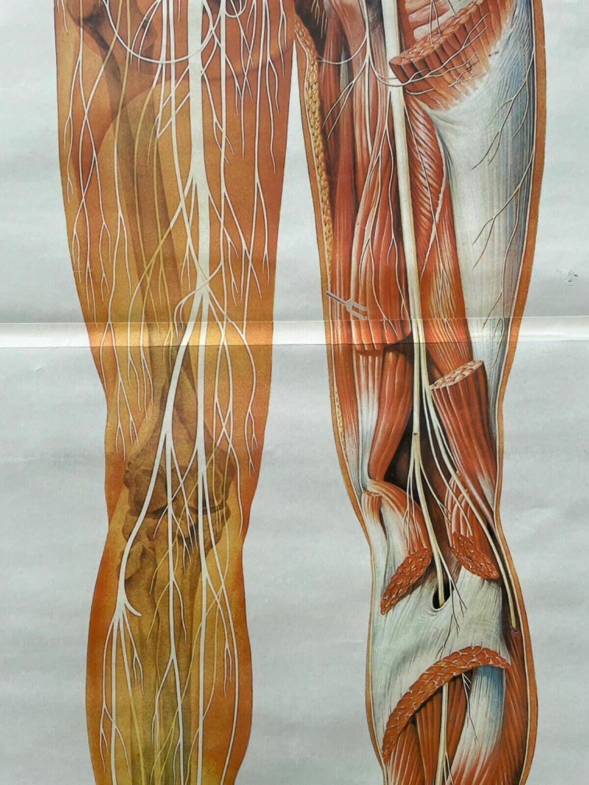Vintage Full Body Nervous System Educational Medical School Chart Anatomy Nerves photo buy
