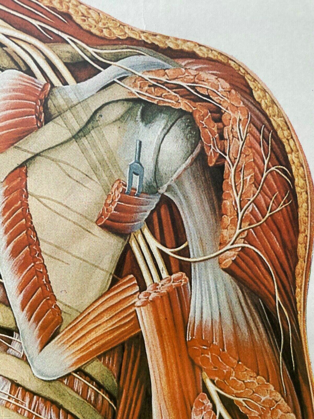 photo vinterior Vintage Full Body Nervous System Educational Medical School Chart Anatomy Nerves