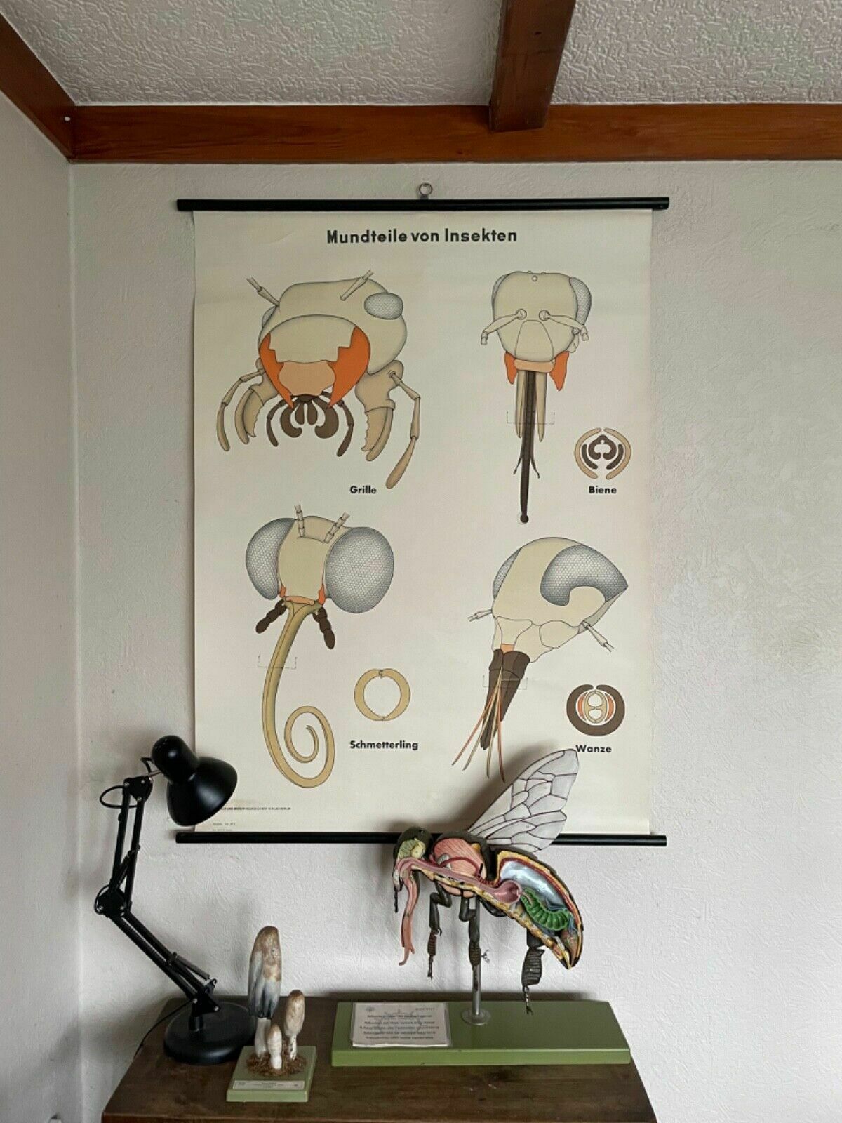 Vintage School Chart Insect Mouthparts Roll Down Educational Chart Entomology