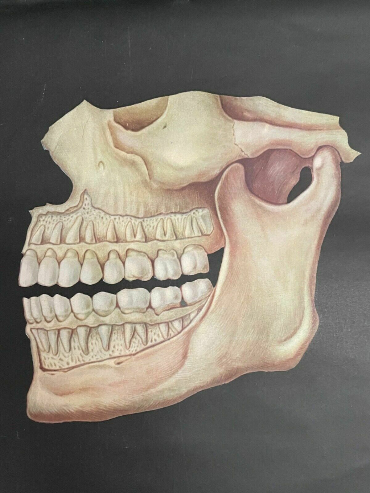 photo for sale Vintage School Chart Of Teeth Dental Anatomy Educational Chart Line Poster Tooth