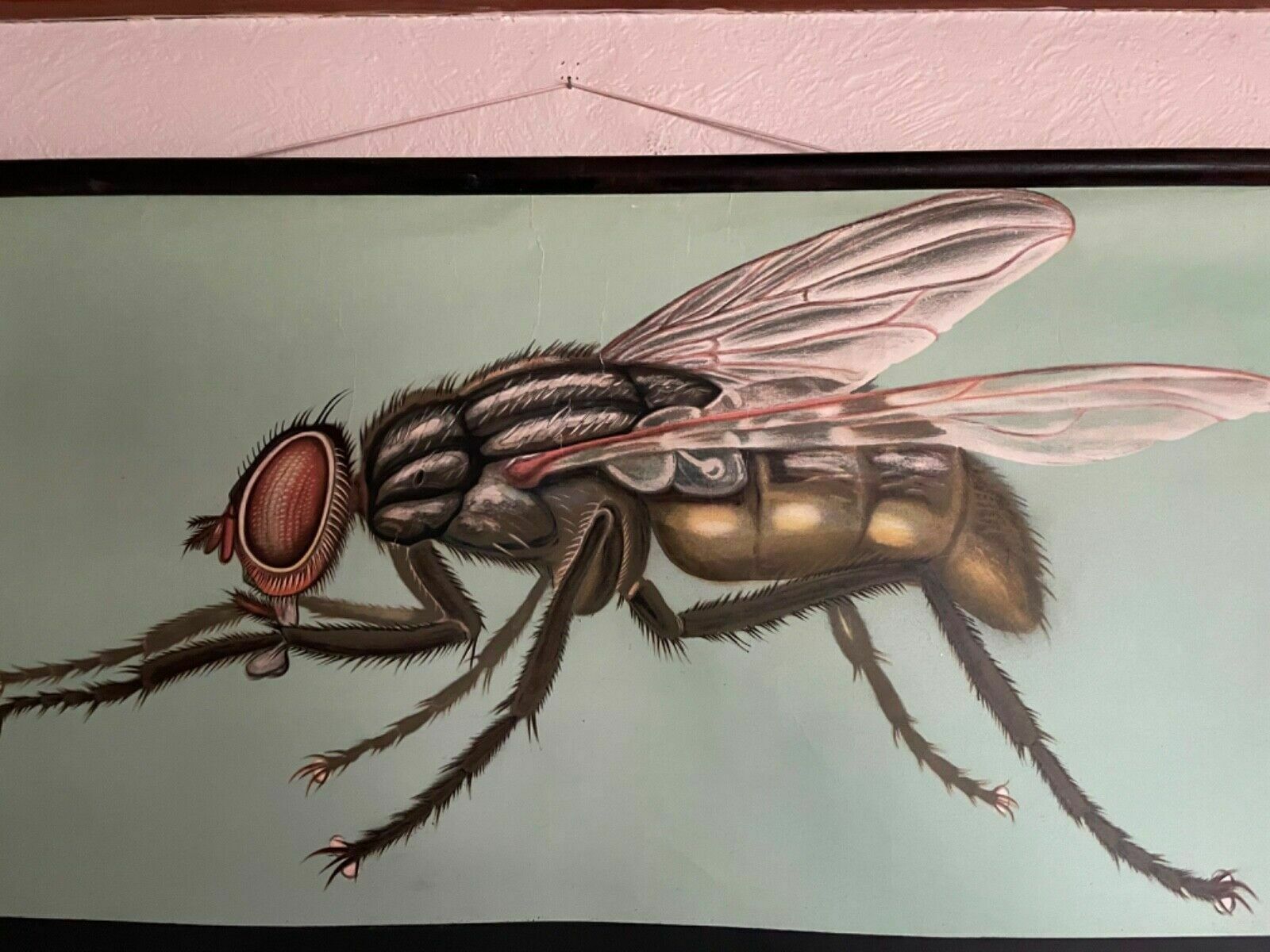 photo for sale Vintage House Fly School Chart By Jung Koch Quentell Roll Down Educational Print
