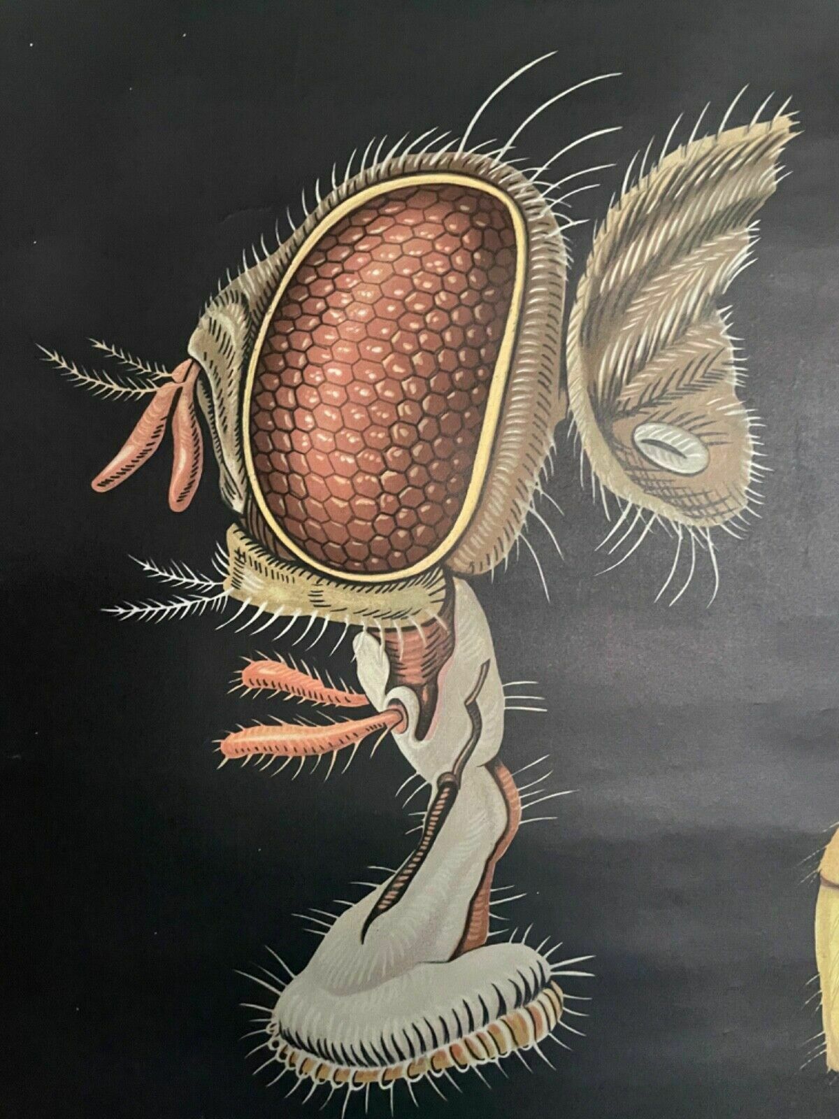 photo vintage Vintage House Fly School Chart By Jung Koch Quentell Roll Down Educational Print