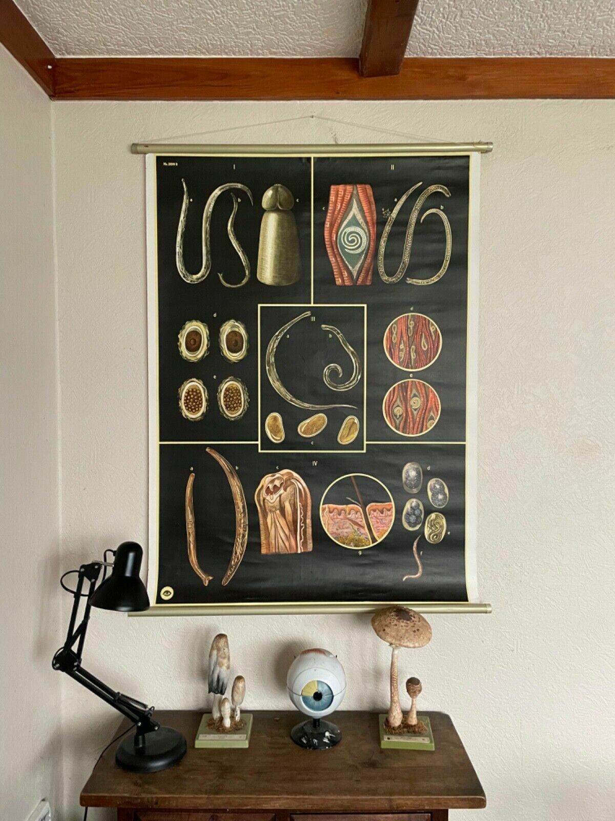 Vintage Gut Parasites Roll Down Educational School Chart Wall Chart Trichinosis