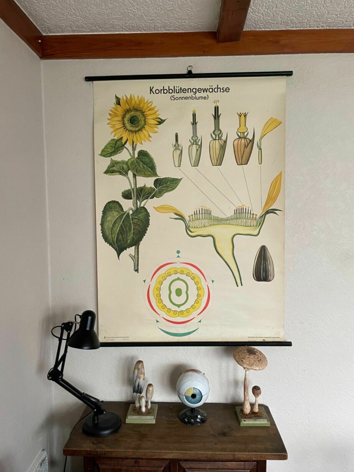 Vintage Sunflower School Chart Volk Und Wissen Botanical Poster