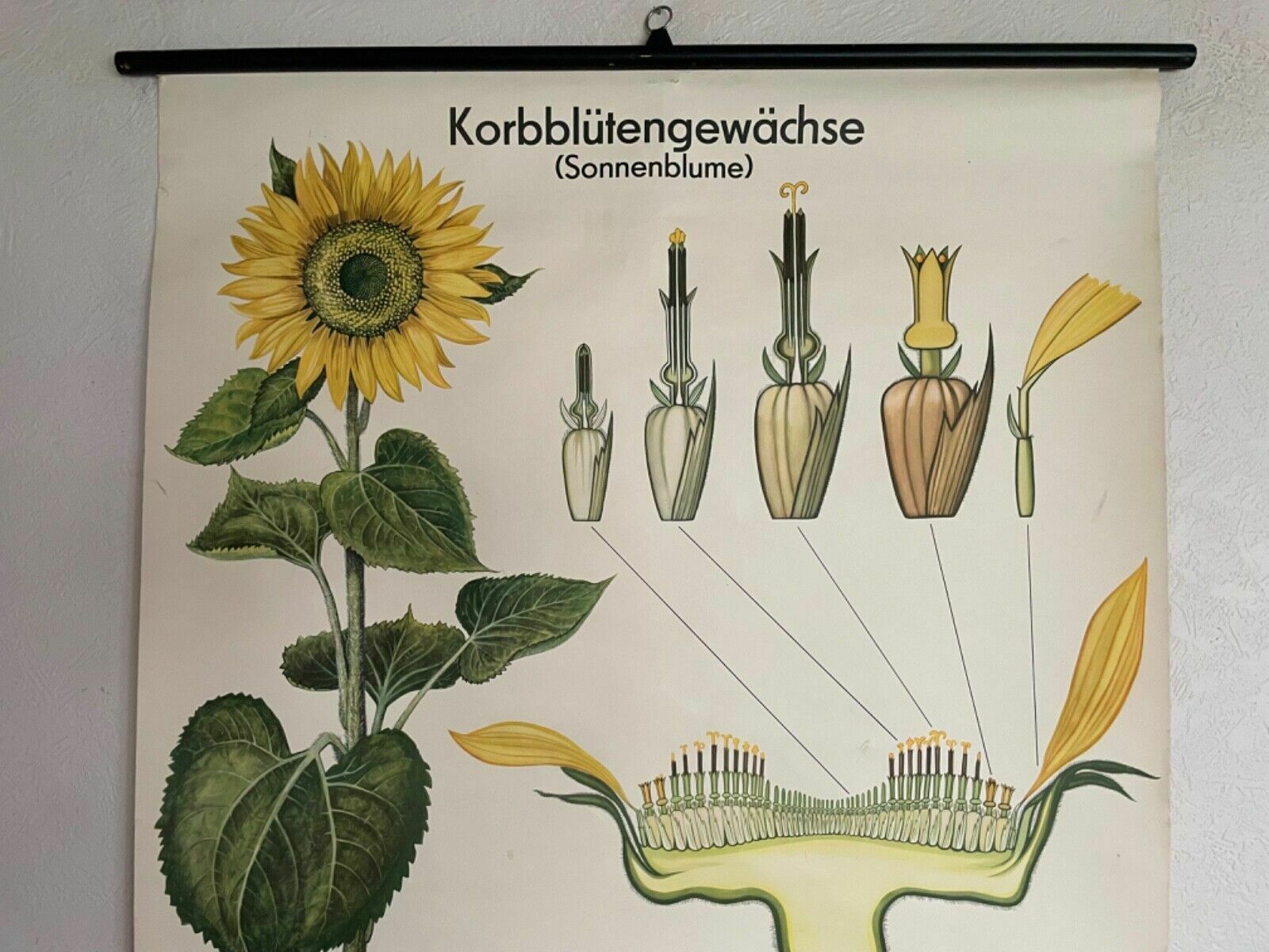 Vintage Sunflower School Chart Volk Und Wissen Botanical Poster photo for sale