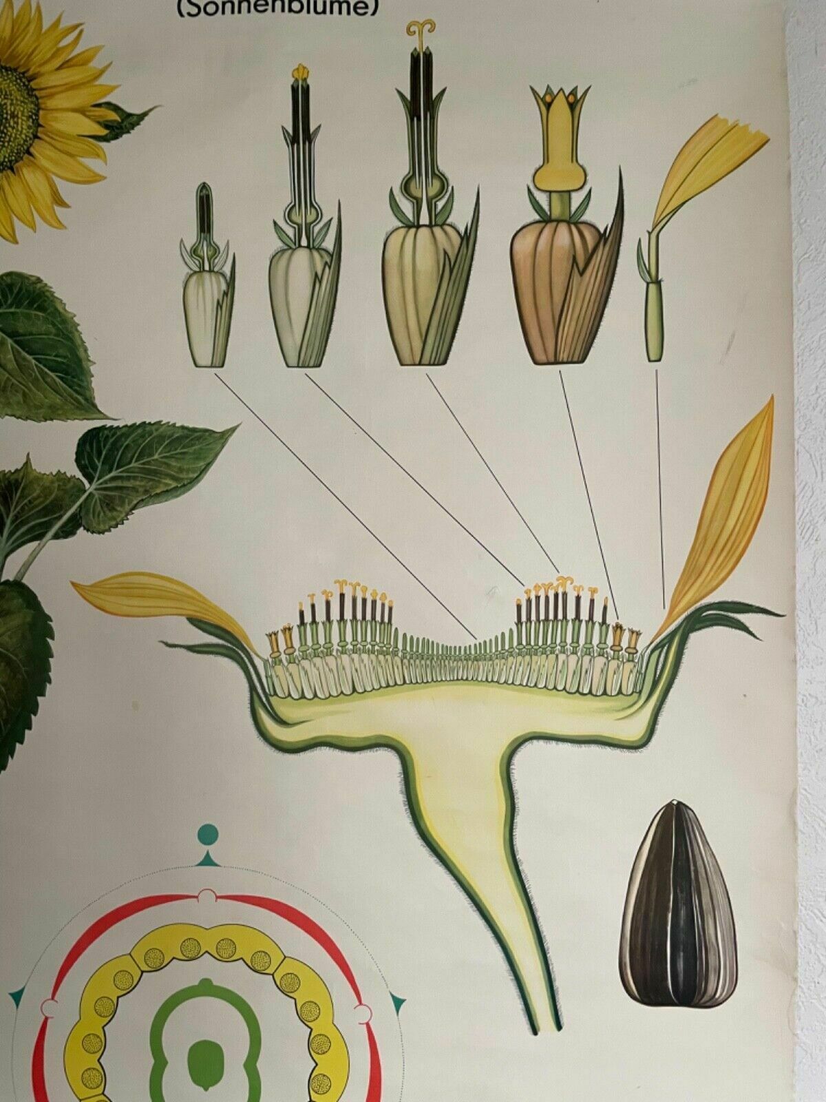 photo for sale Vintage Sunflower School Chart Volk Und Wissen Botanical Poster