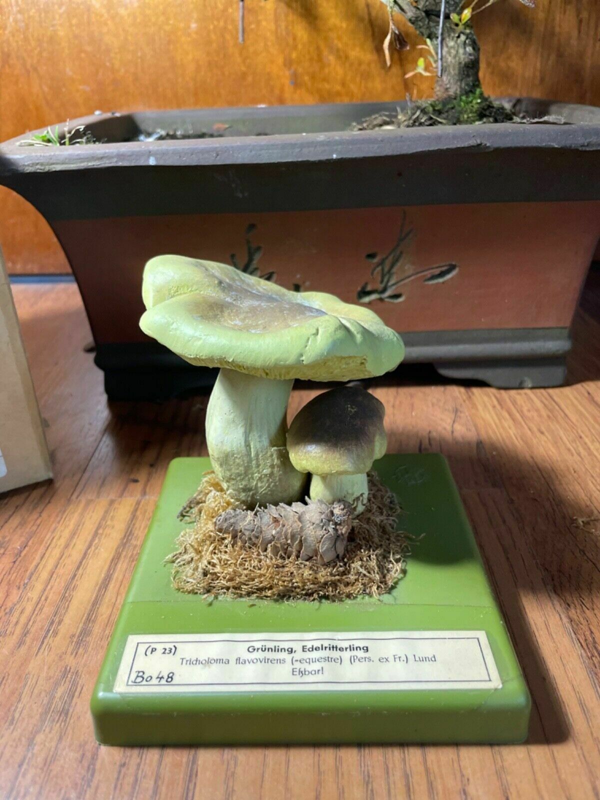 Vintage Somso Yellow Knight Mushrooms Educational Model Fungus School Model photo for sale