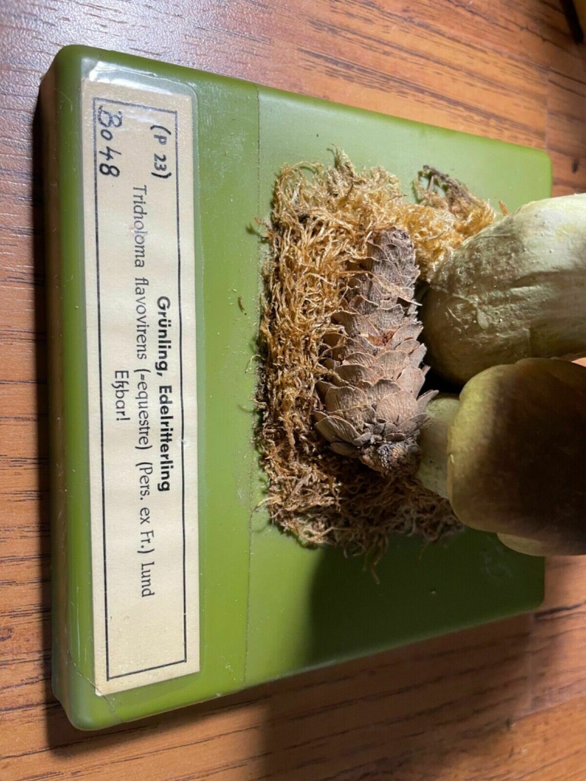 Vintage Somso Yellow Knight Mushrooms Educational Model Fungus School Model photo vintage