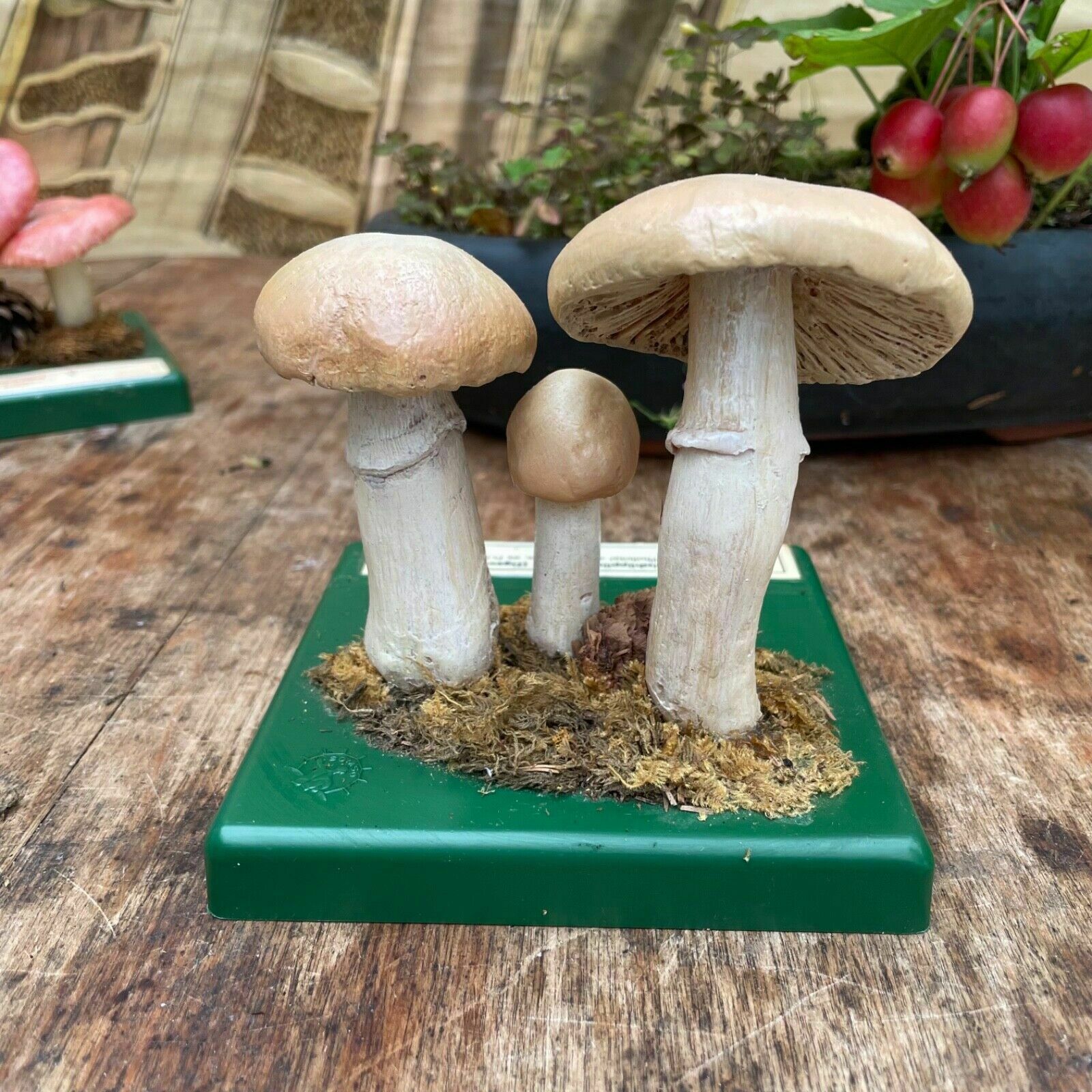 Vintage Somso Gypsy Mushrooms Educational Model Edible Fungus Toadstool photo Art