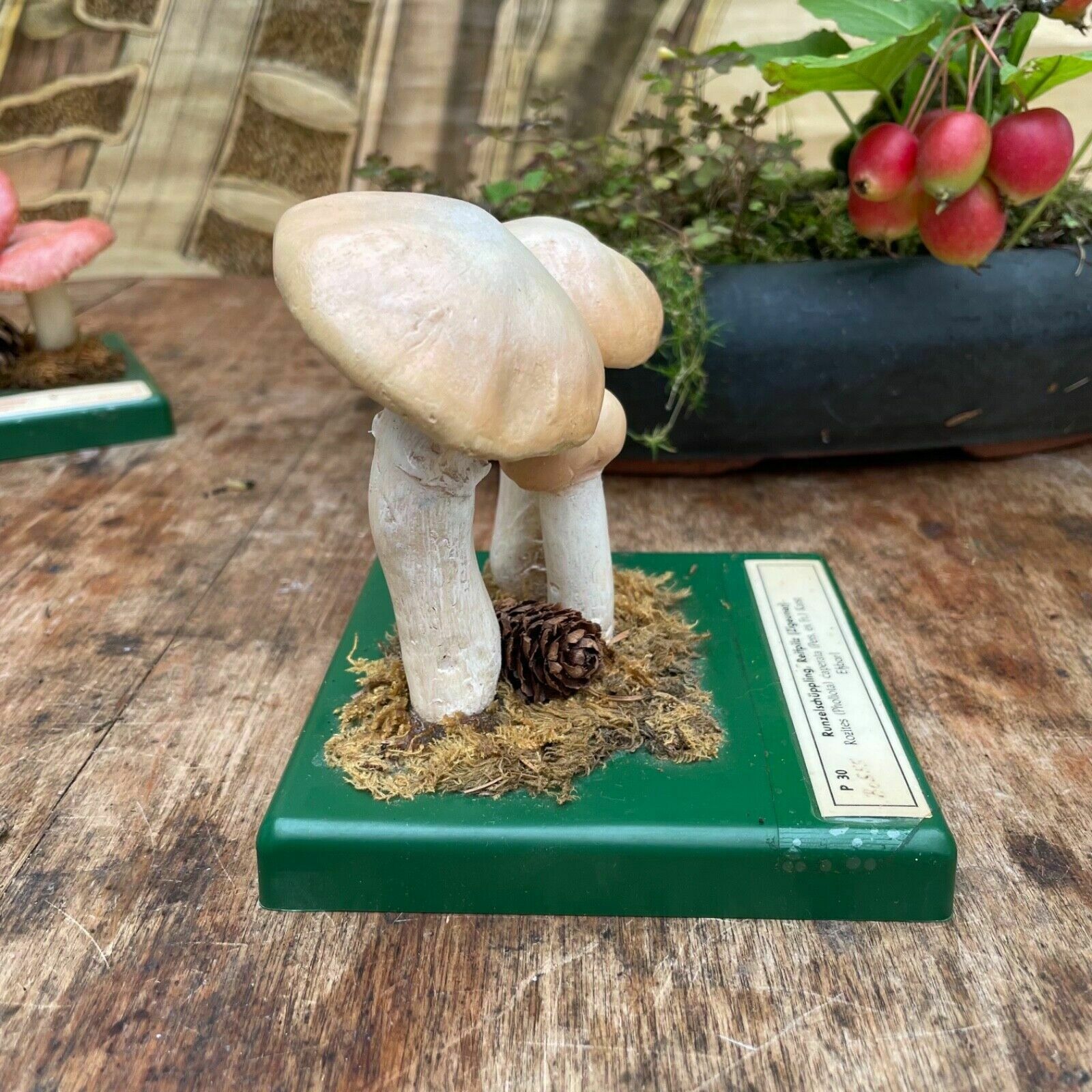 Vintage Somso Gypsy Mushrooms Educational Model Edible Fungus Toadstool photo 147.0