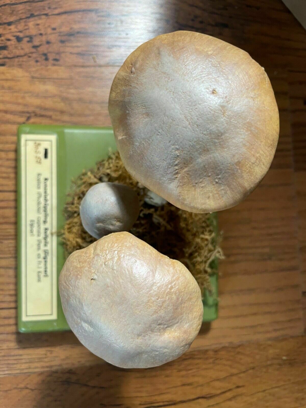 photo furniture Vintage Somso Gypsy Mushroom Educational School Model Fungus Botany