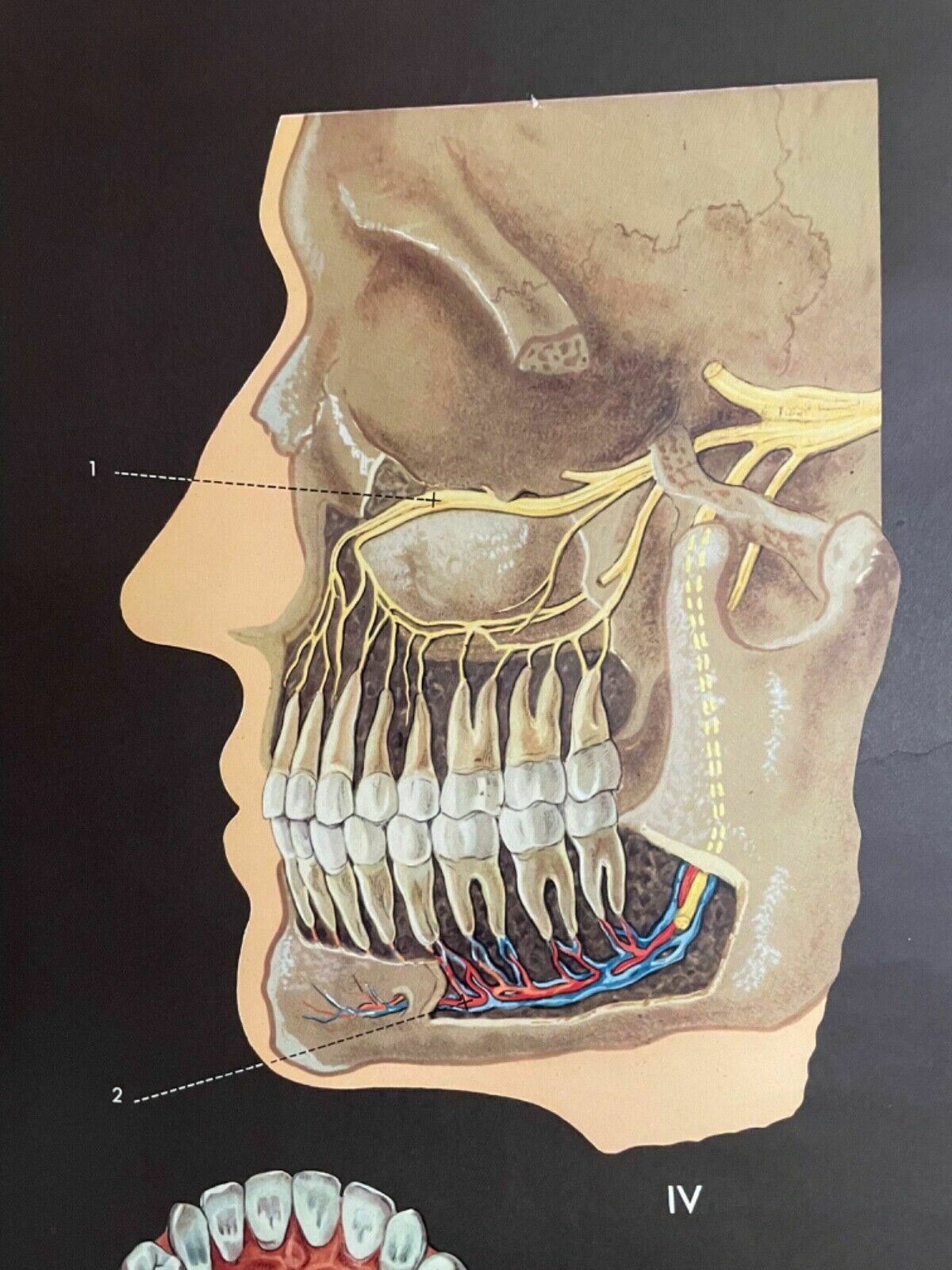 Vintage School Chart Teeth In Health & Disease Anatomy Educational Tooth Dental photo vintage