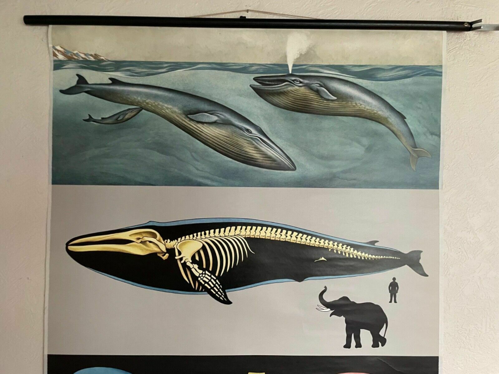 Vintage Blue Whale School Chart Jung Koch Quentell Educational Wall Chart 1970s photo for sale