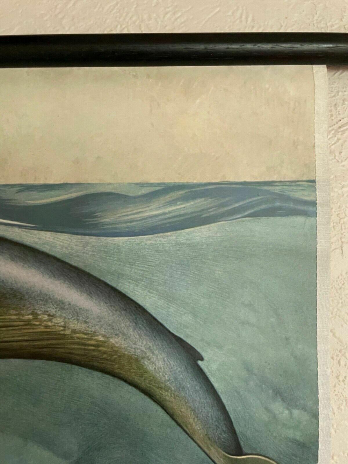 Vintage Blue Whale School Chart Jung Koch Quentell Educational Wall Chart 1970s photo buy