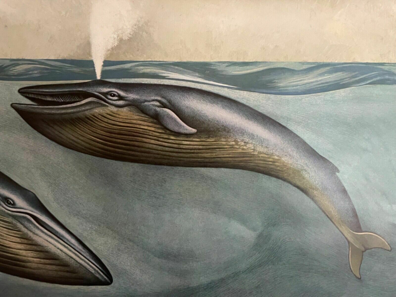 Vintage Blue Whale School Chart Jung Koch Quentell Educational Wall Chart 1970s photo vintage