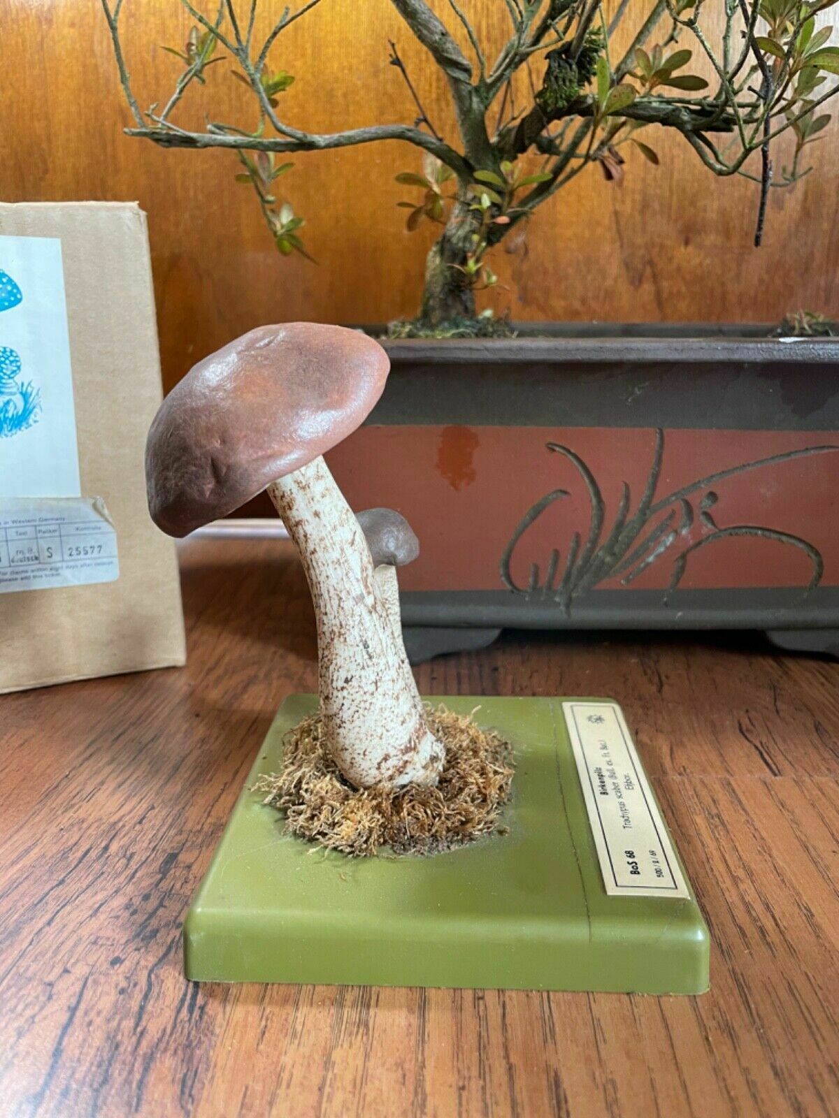 Vintage Somso White Birch Bolete Mushroom Educational Model Fungus Toadstool photo for sale