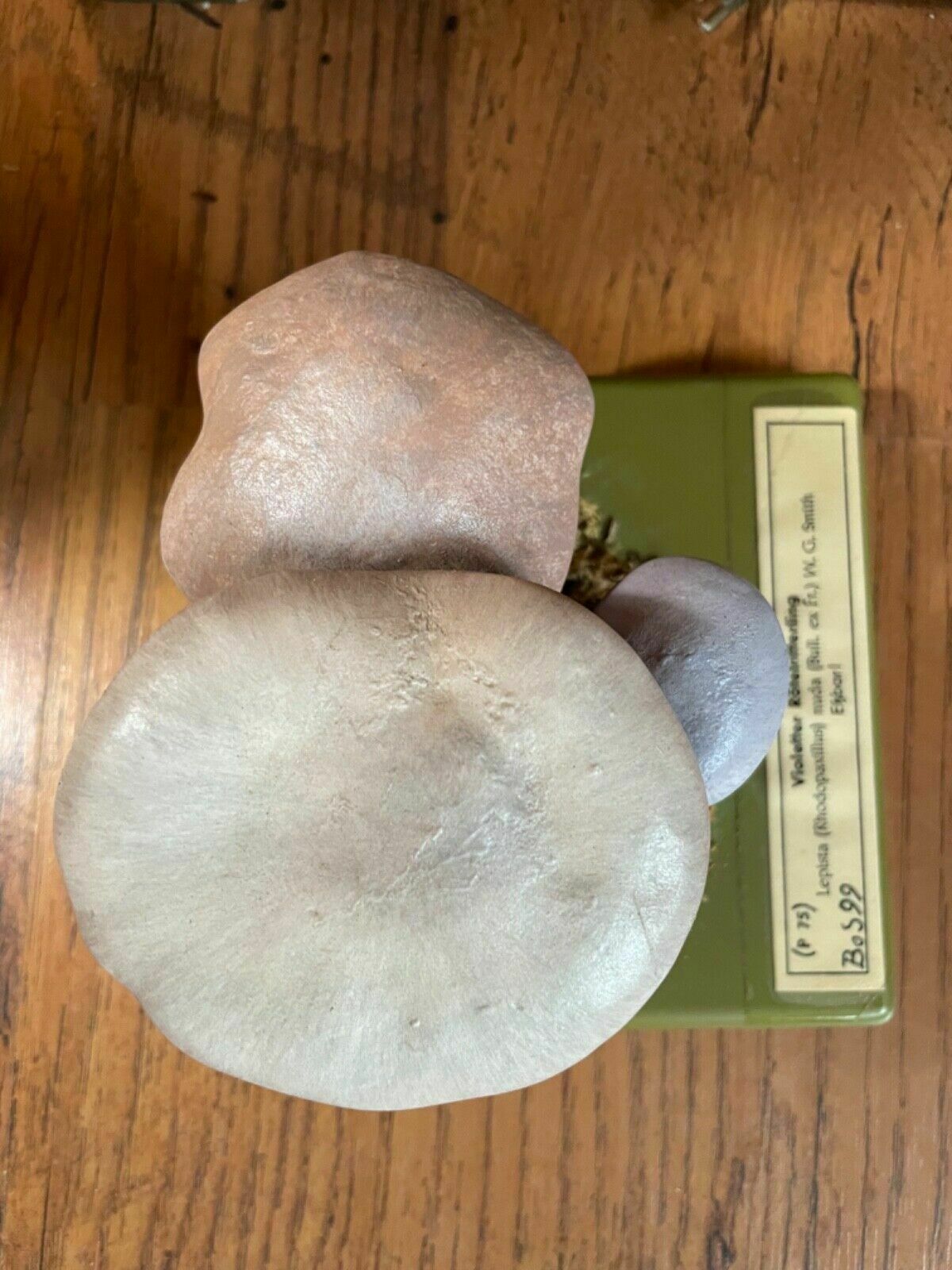 Vintage Somso Panther Cap Mushroom Educational School Model Fungus Amanita photo 171.0