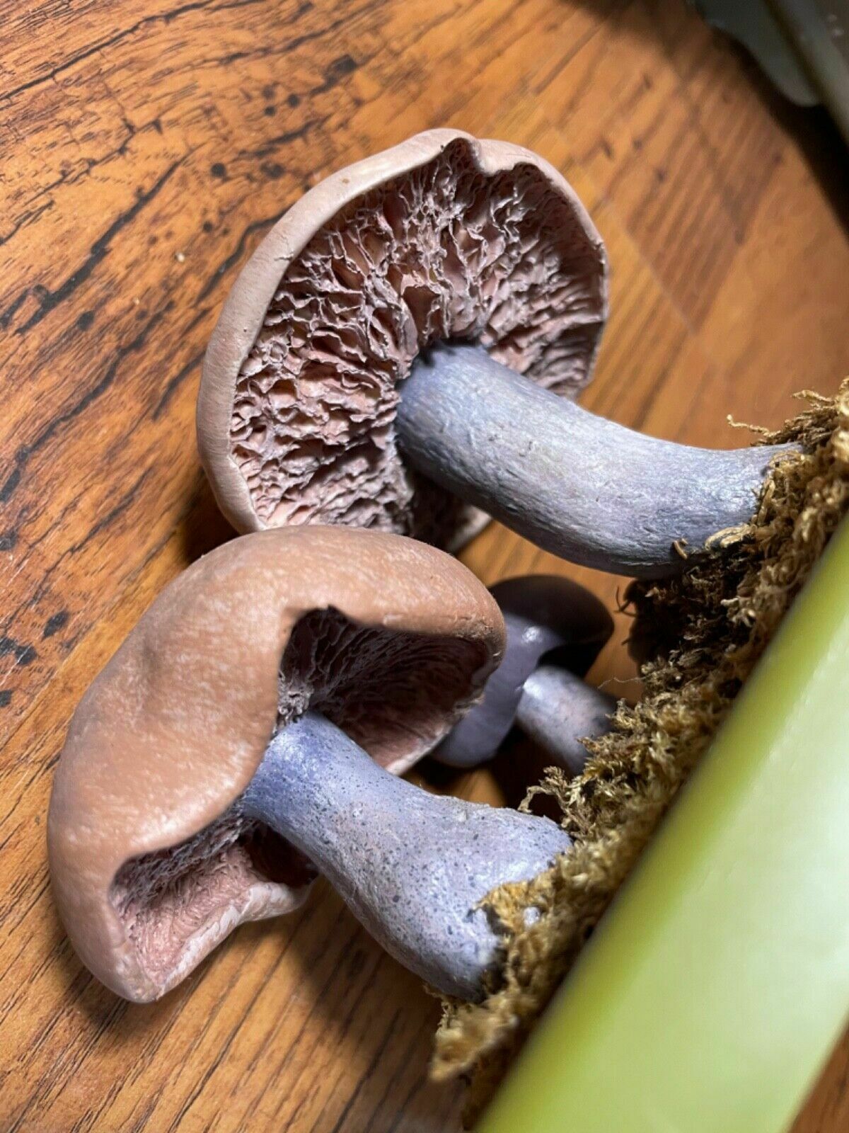 photo for sale Vintage Somso Panther Cap Mushroom Educational School Model Fungus Amanita