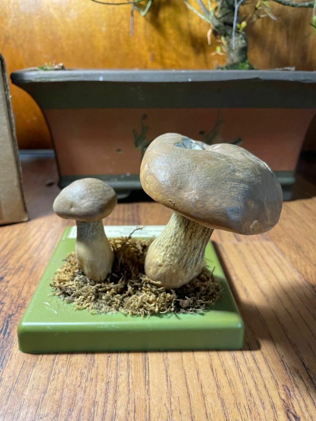 Vintage Somso Bitter Bolete Mushrooms Educational Model Fungus Toadstool Fungi photo Home Decor
