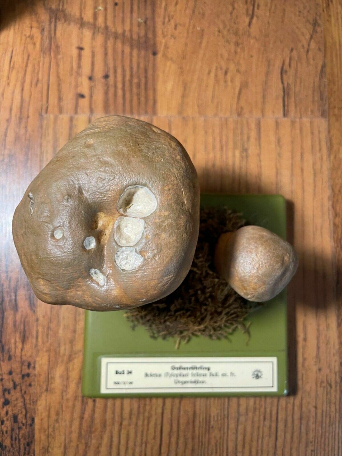 photo furniture Vintage Somso Bitter Bolete Mushrooms Educational Model Fungus Toadstool Fungi