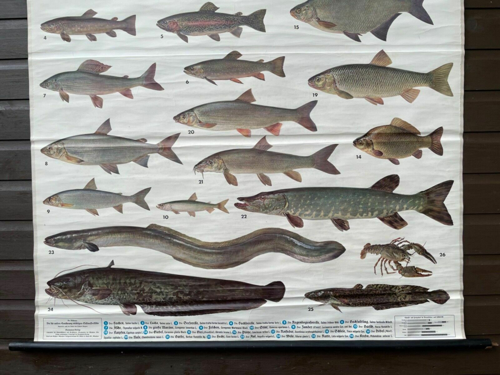 Vintage Freshwater Fish School Chart Enducational Chart Poster Coarse Fishing photo Art