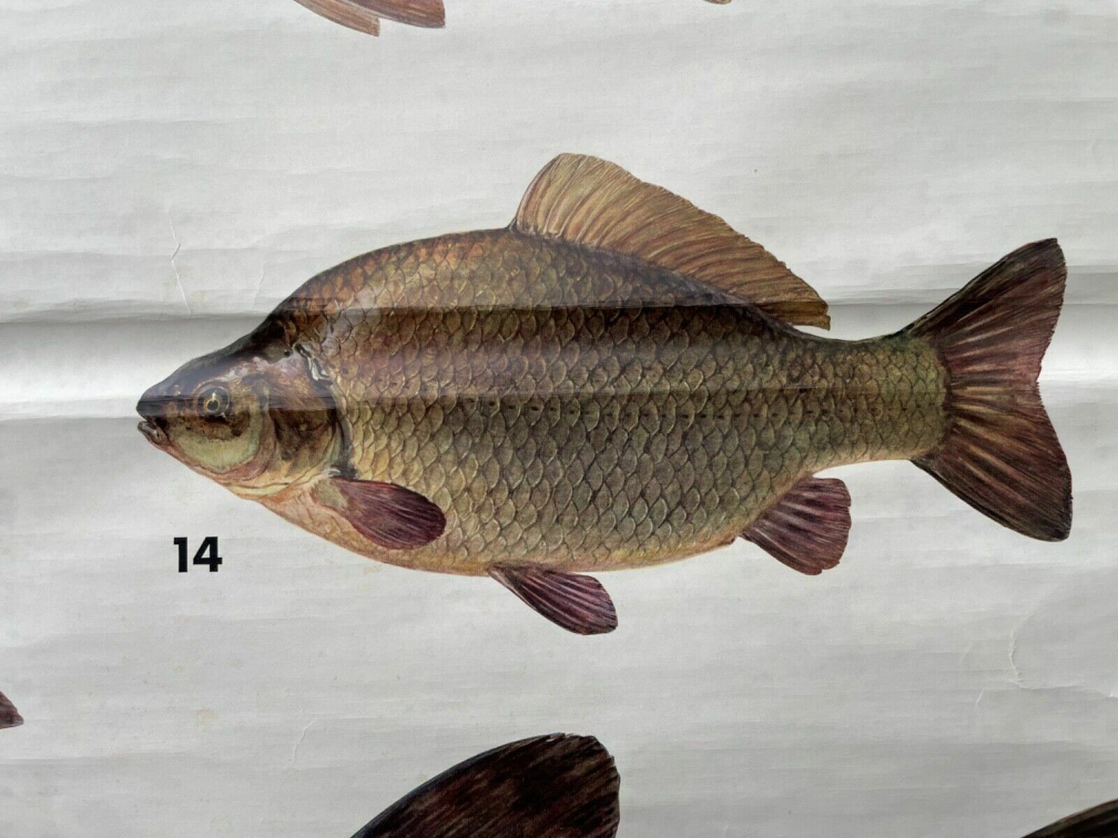 177.0 Vintage Freshwater Fish School Chart Enducational Chart Poster Coarse Fishing photo